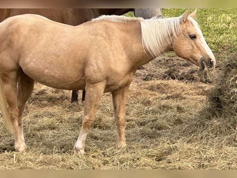 American Quarter Horse Giumenta 13 Anni 142 cm Palomino in Gallatin,Tennessee