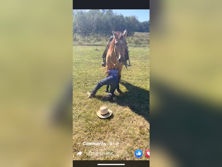 American Quarter Horse Giumenta 13 Anni 142 cm Pelle di daino in Mt Hope AL