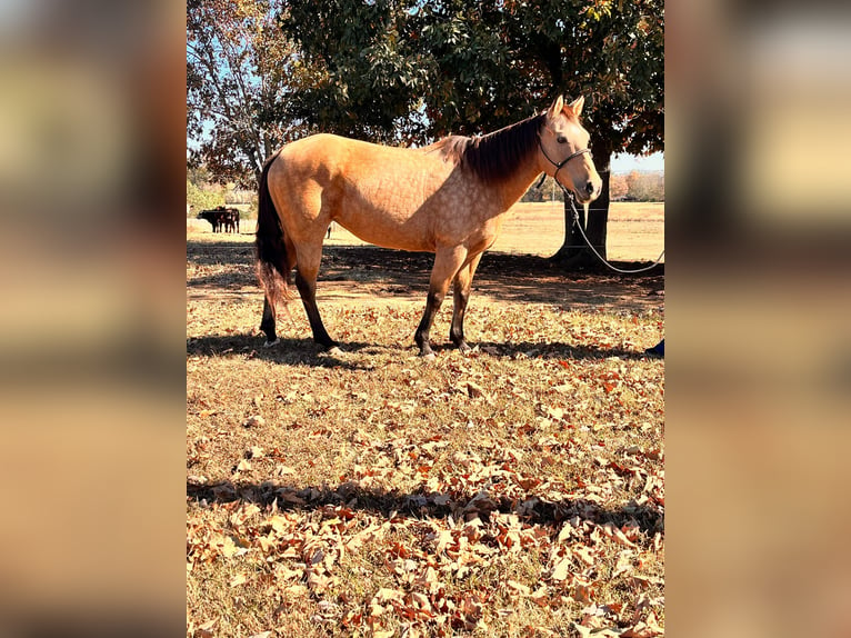 American Quarter Horse Giumenta 13 Anni 142 cm Pelle di daino in Mt Hope AL