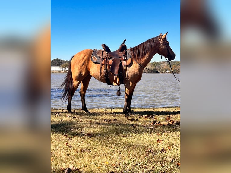 American Quarter Horse Giumenta 13 Anni 142 cm Pelle di daino in Mt Hope AL