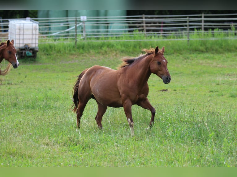 American Quarter Horse Giumenta 13 Anni 145 cm Sauro in Waldshut-Tiengen