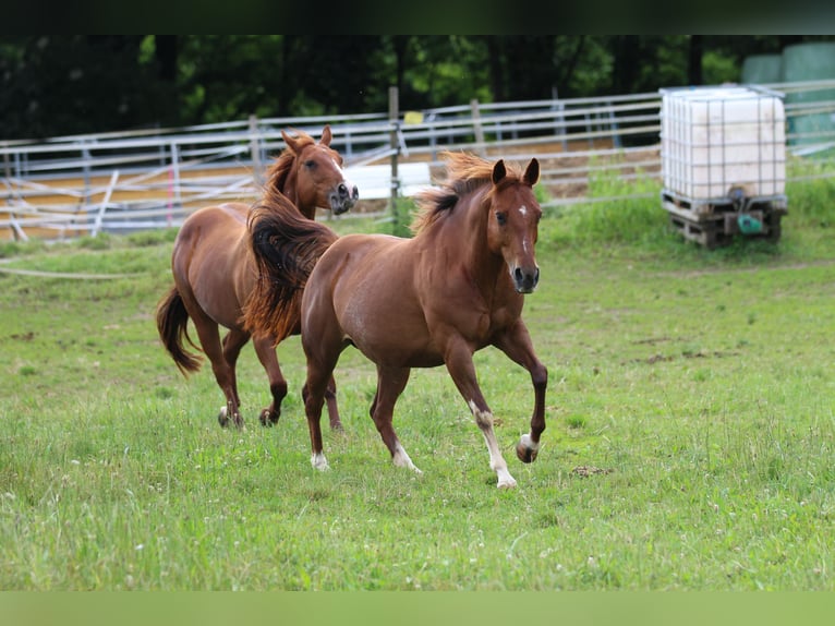 American Quarter Horse Giumenta 13 Anni 145 cm Sauro in Waldshut-Tiengen