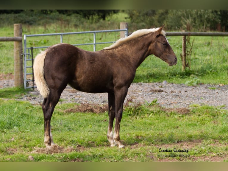 American Quarter Horse Giumenta 13 Anni 145 cm Sauro scuro in Brecon