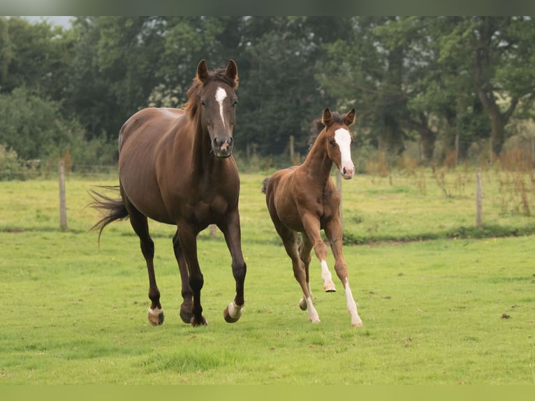 American Quarter Horse Giumenta 13 Anni 145 cm Sauro scuro in Brecon