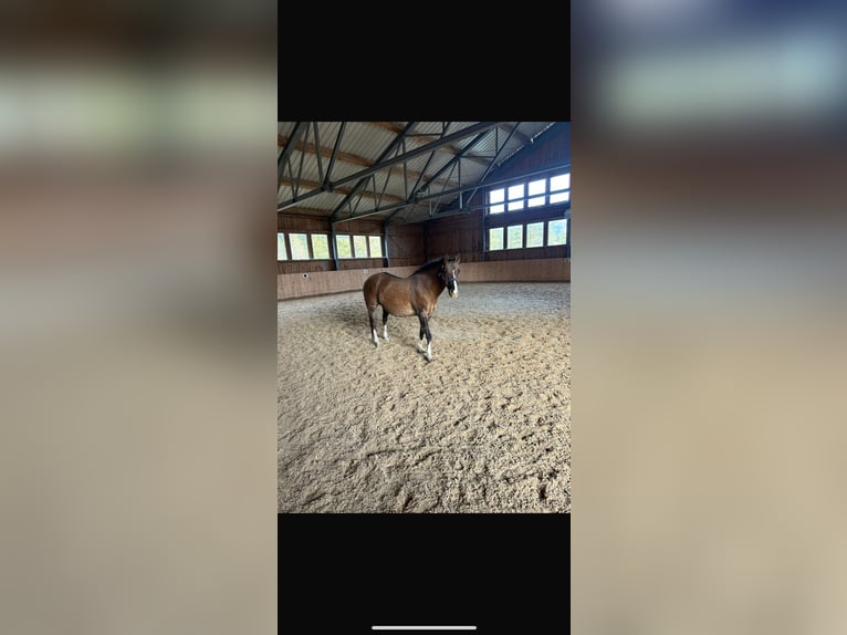 American Quarter Horse Giumenta 13 Anni 145 cm Sauro scuro in Innsbruck