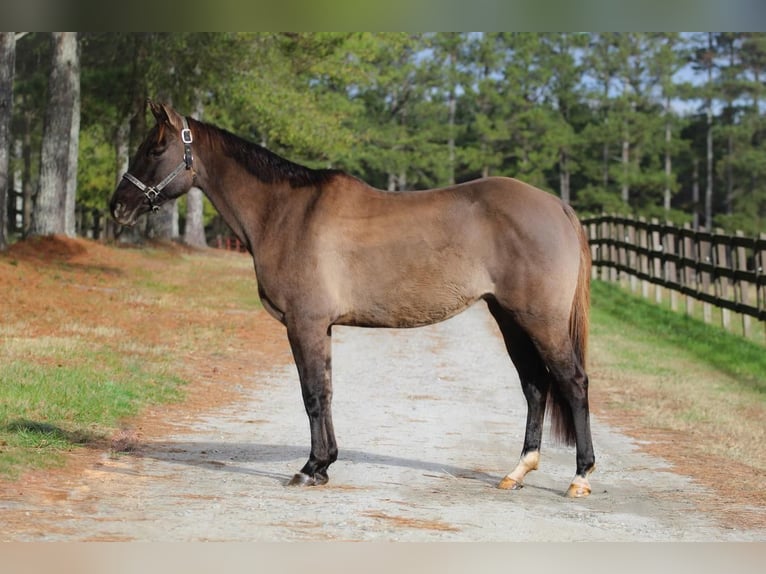 American Quarter Horse Giumenta 13 Anni 147 cm Grullo in Donalds, SC