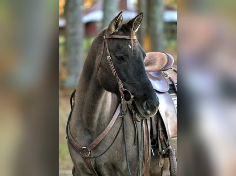 American Quarter Horse Giumenta 13 Anni 147 cm Grullo in Donalds, SC