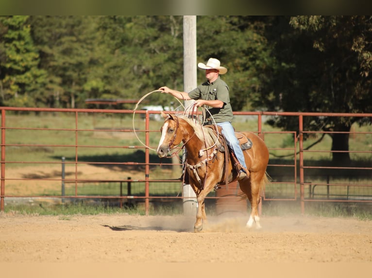 American Quarter Horse Giumenta 13 Anni 147 cm Palomino in Bloomburg, TX