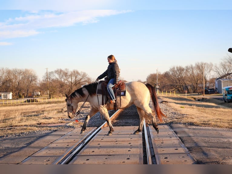 American Quarter Horse Giumenta 13 Anni 147 cm Pelle di daino in Forney