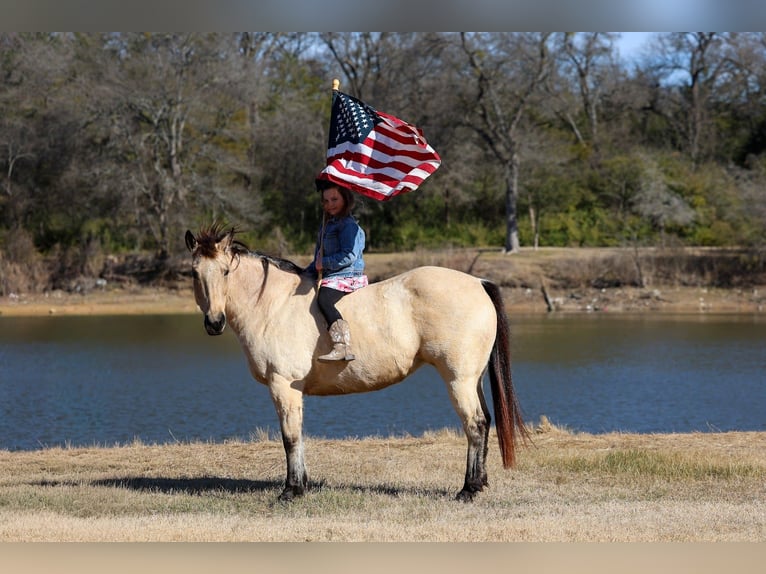 American Quarter Horse Giumenta 13 Anni 147 cm Pelle di daino in Forney