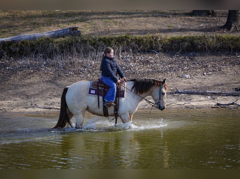 American Quarter Horse Giumenta 13 Anni 147 cm Pelle di daino in Forney