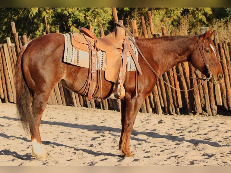 American Quarter Horse Giumenta 13 Anni 147 cm Roano rosso in camp Verde AZ