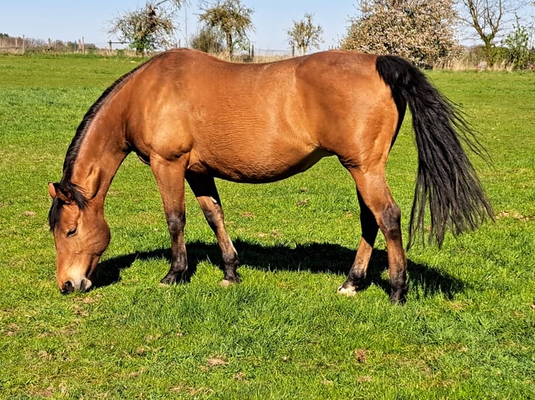 American Quarter Horse Giumenta 13 Anni 148 cm Baio in Weste