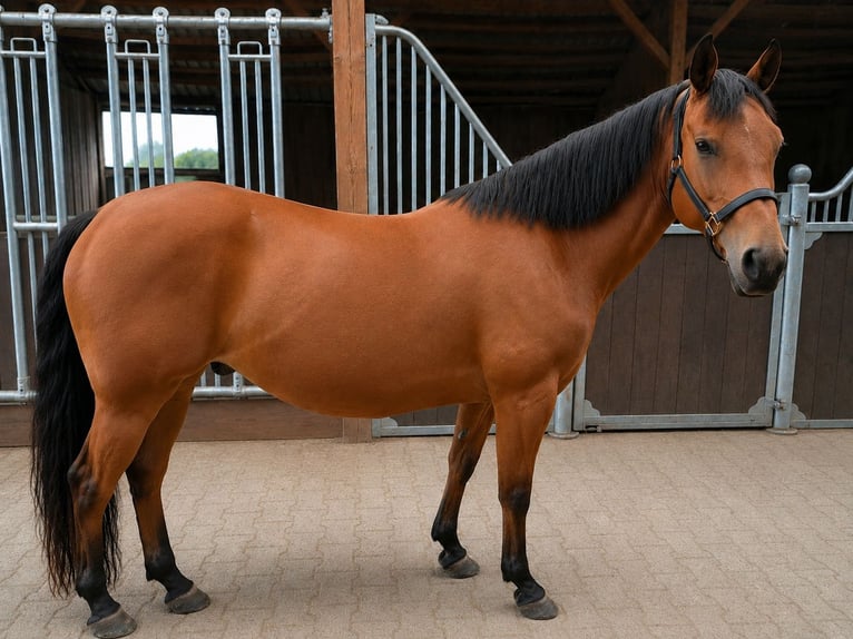 American Quarter Horse Giumenta 13 Anni 148 cm Baio in Weste