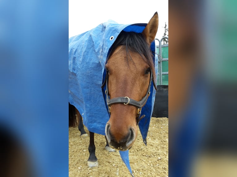 American Quarter Horse Giumenta 13 Anni 148 cm in Tiefenbach