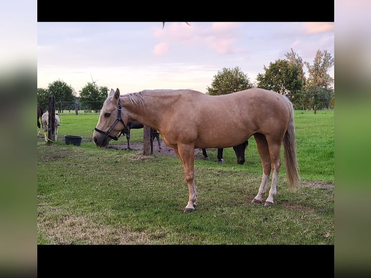 American Quarter Horse Giumenta 13 Anni 148 cm Palomino in Laarne