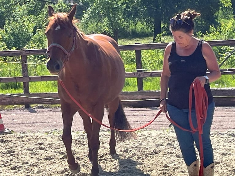 American Quarter Horse Giumenta 13 Anni 148 cm Sauro ciliegia in Kleve