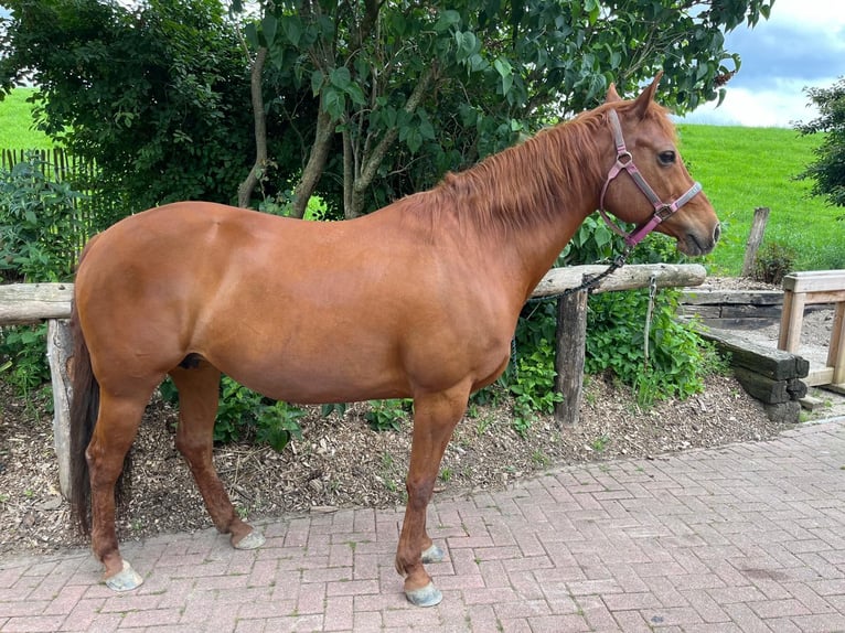 American Quarter Horse Giumenta 13 Anni 148 cm Sauro ciliegia in Kleve