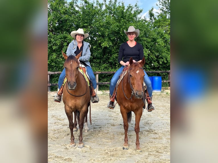 American Quarter Horse Giumenta 13 Anni 148 cm Sauro ciliegia in Kleve