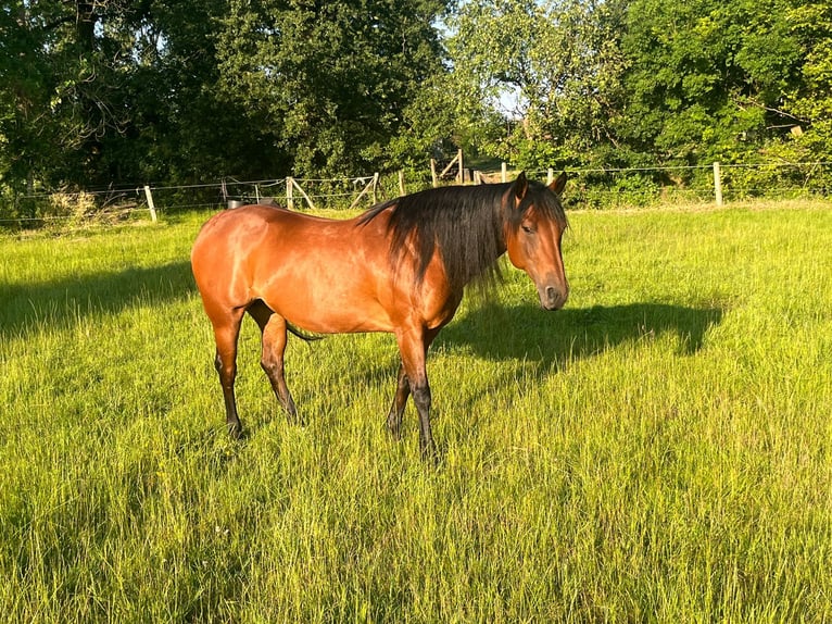 American Quarter Horse Giumenta 13 Anni 150 cm Baio in Ham