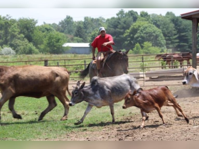 American Quarter Horse Giumenta 13 Anni 150 cm Baio roano in Rineyville KY