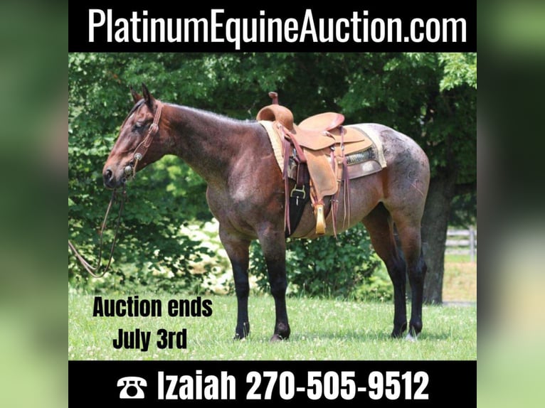 American Quarter Horse Giumenta 13 Anni 150 cm Baio roano in Rineyville KY