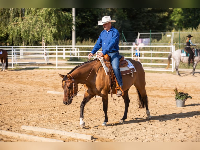 American Quarter Horse Giumenta 13 Anni 150 cm Falbo in Oranienburg