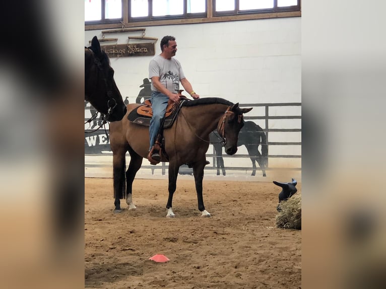 American Quarter Horse Giumenta 13 Anni 150 cm Falbo in Oranienburg