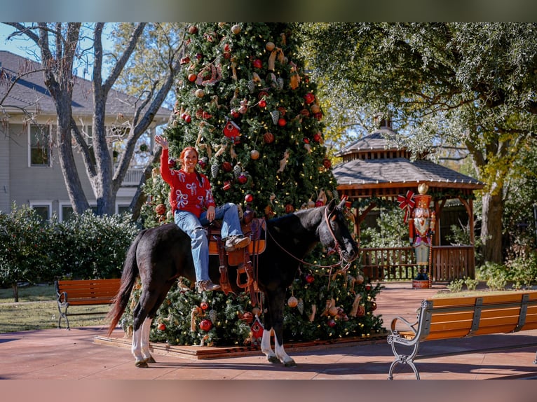 American Quarter Horse Giumenta 13 Anni 150 cm Morello in Forney