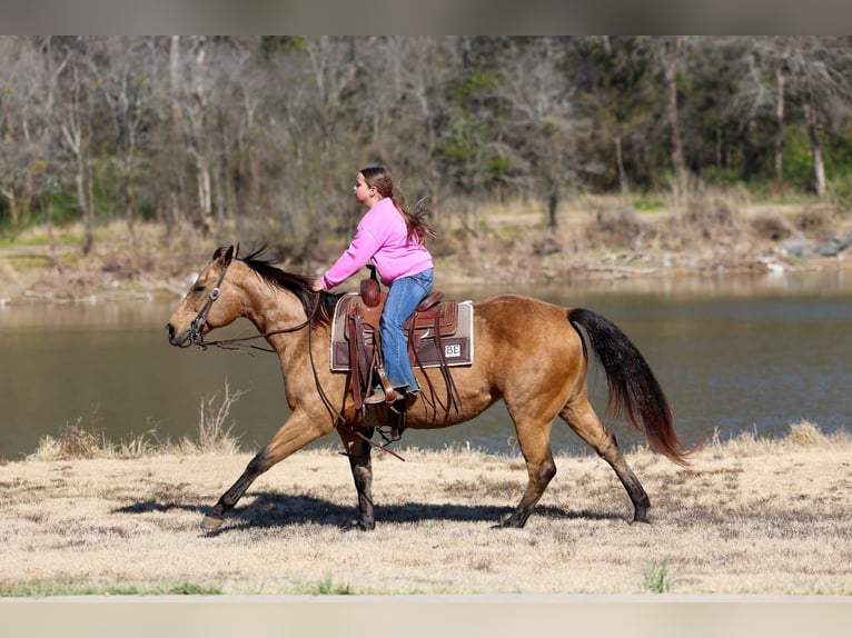 American Quarter Horse Giumenta 13 Anni 150 cm Pelle di daino in Forney, TX