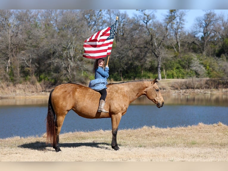 American Quarter Horse Giumenta 13 Anni 150 cm Pelle di daino in Forney, TX