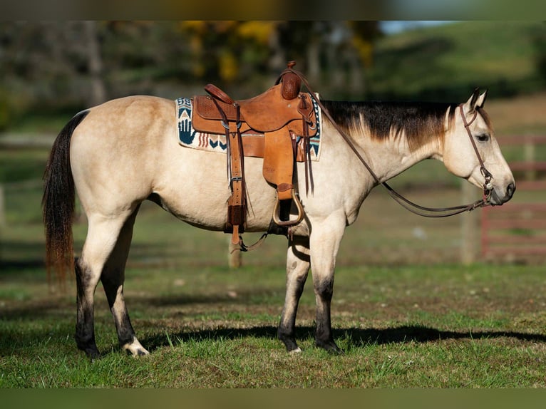 American Quarter Horse Giumenta 13 Anni 150 cm Pelle di daino in Madisonville