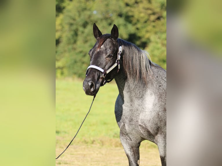 American Quarter Horse Giumenta 13 Anni 150 cm Roano blu in Rostock