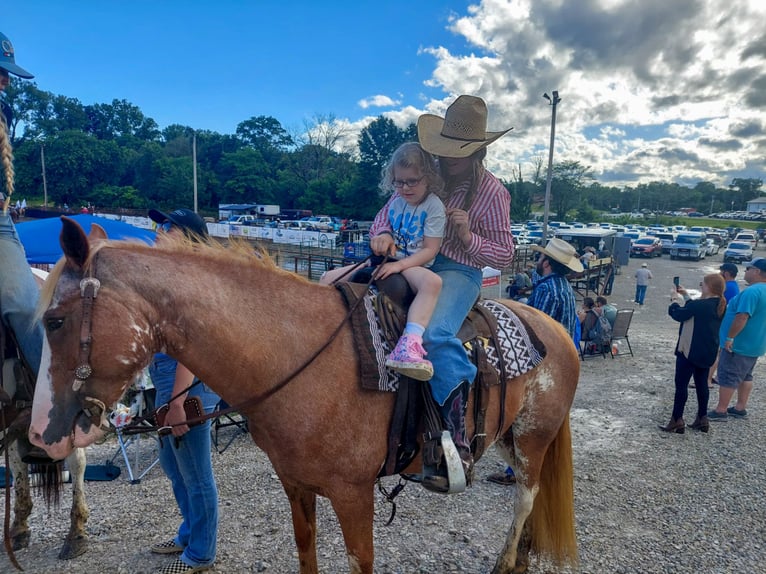 American Quarter Horse Mix Giumenta 13 Anni 150 cm Sabino in Owensville
