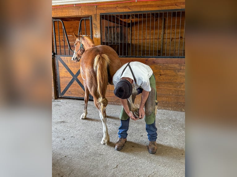 American Quarter Horse Mix Giumenta 13 Anni 150 cm Sabino in Owensville