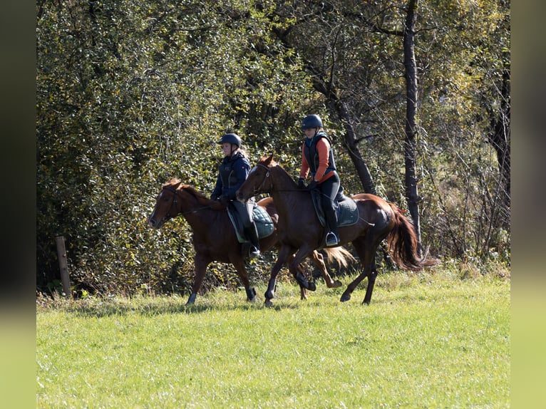 American Quarter Horse Giumenta 13 Anni 150 cm Sauro in Kirchbichl