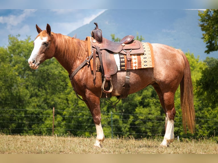 American Quarter Horse Giumenta 13 Anni 150 cm Sauro ciliegia in Chatsworth, GA