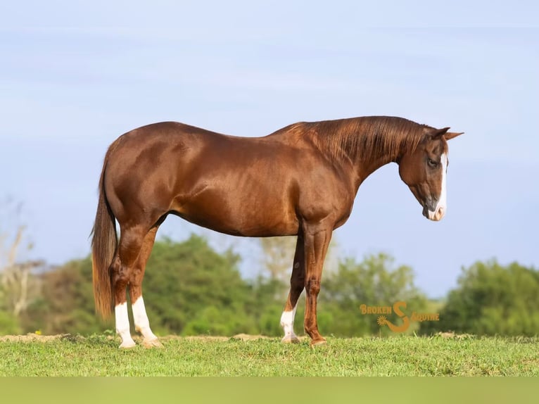 American Quarter Horse Giumenta 13 Anni 150 cm Sauro ciliegia in Bogard American Quarter Horse Giumenta 13 Anni 150 cm Sauro ciliegia in Bogard