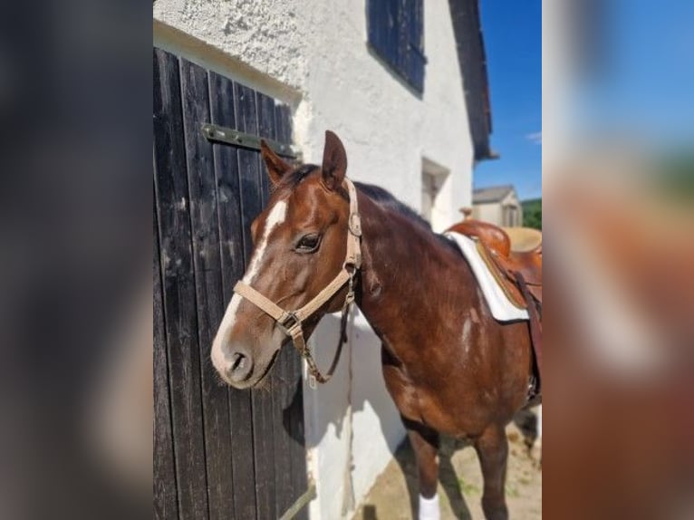 American Quarter Horse Giumenta 13 Anni 150 cm Sauro scuro in Einbeck