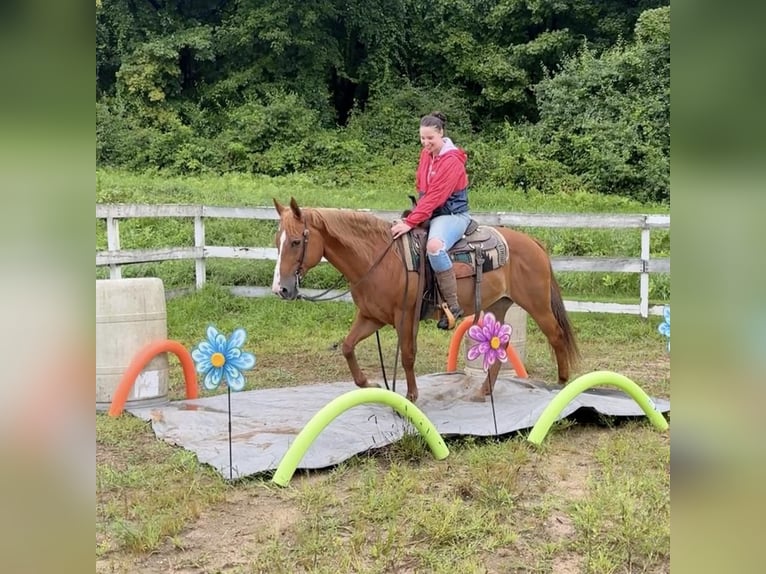 American Quarter Horse Giumenta 13 Anni 150 cm Sauro scuro in Granby, CT