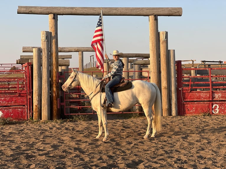 American Quarter Horse Giumenta 13 Anni 152 cm Cremello in Granbury