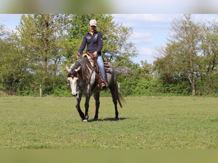 American Quarter Horse Giumenta 13 Anni 152 cm Grigio pezzato in Zossen