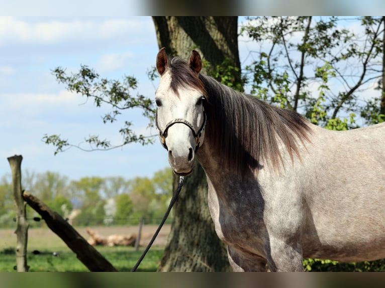 American Quarter Horse Giumenta 13 Anni 152 cm Grigio pezzato in Zossen