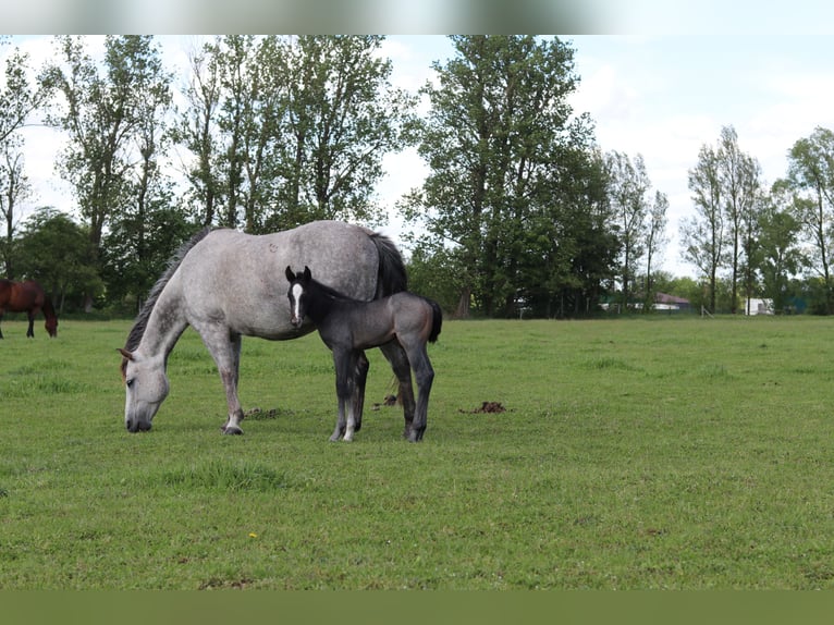 American Quarter Horse Giumenta 13 Anni 152 cm Grigio pezzato in Zossen