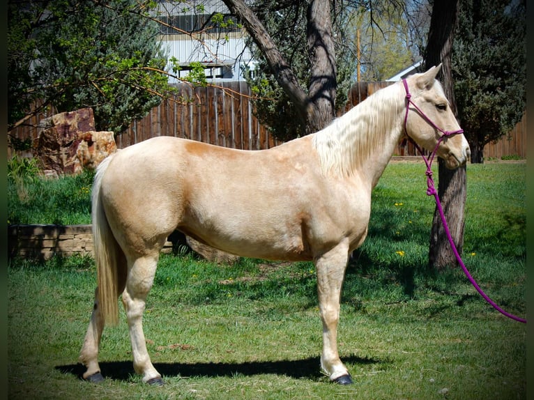 American Quarter Horse Giumenta 13 Anni 152 cm Palomino in Fort Collins Co
