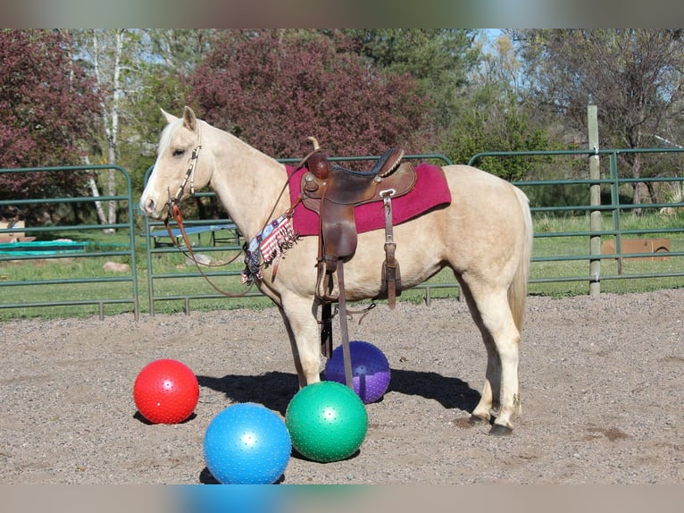 American Quarter Horse Giumenta 13 Anni 152 cm Palomino in Fort Collins Co