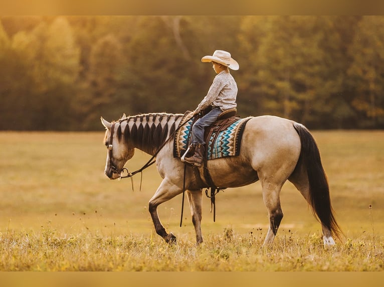 American Quarter Horse Giumenta 13 Anni 152 cm Pelle di daino in Lyles, TN