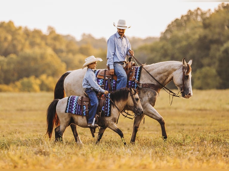 American Quarter Horse Giumenta 13 Anni 152 cm Pelle di daino in Lyles, TN