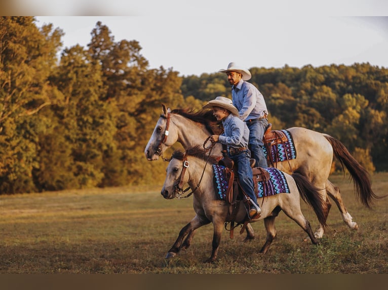 American Quarter Horse Giumenta 13 Anni 152 cm Pelle di daino in Lyles, TN