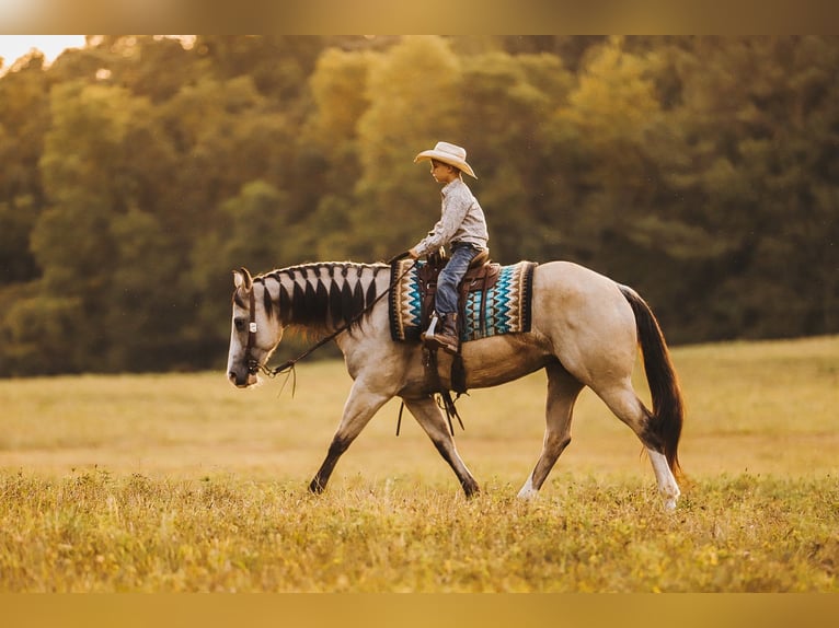 American Quarter Horse Giumenta 13 Anni 152 cm Pelle di daino in Lyles, TN